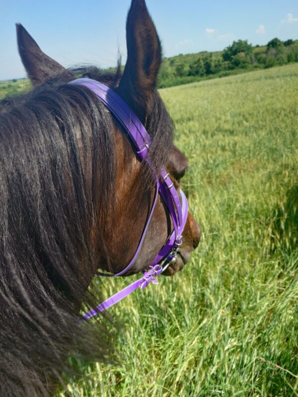 8-daagse paardrijtocht Thracië-tour - Bulgarije
