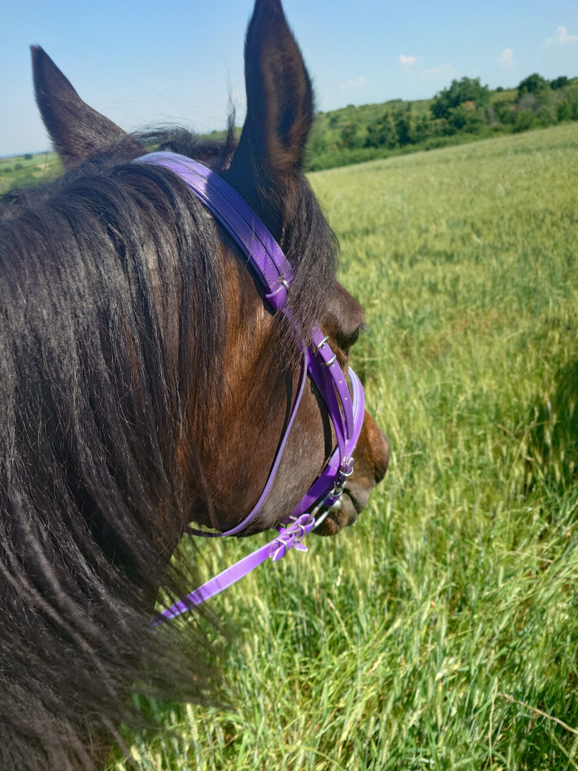 8-daagse paardrijtocht Thracië-tour - Bulgarije - Afbeelding 22