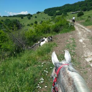 7-daagse paardrijtocht KarabalKan - Bulgarije - Afbeelding 16