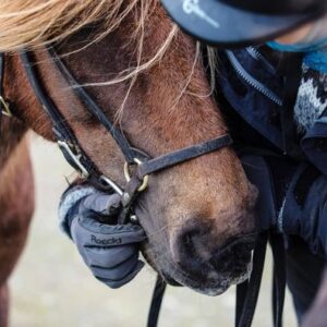 Buitenritten in de omgeving van Reykjavík - IJsland - Afbeelding 5
