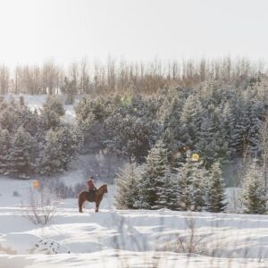 Buitenritten in de omgeving van Reykjavík - IJsland - Afbeelding 4