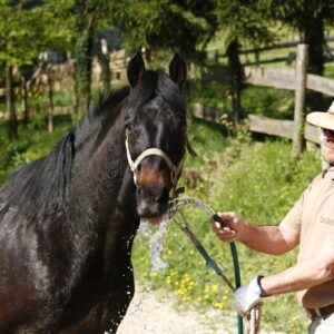 Ranchvakantie in Duga Resa – Kroatië - Afbeelding 4