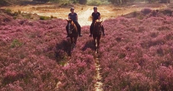 Privérit (evt. met overnachting) - Loonse en Drunense Duinen Noord-Brabant - Nederland