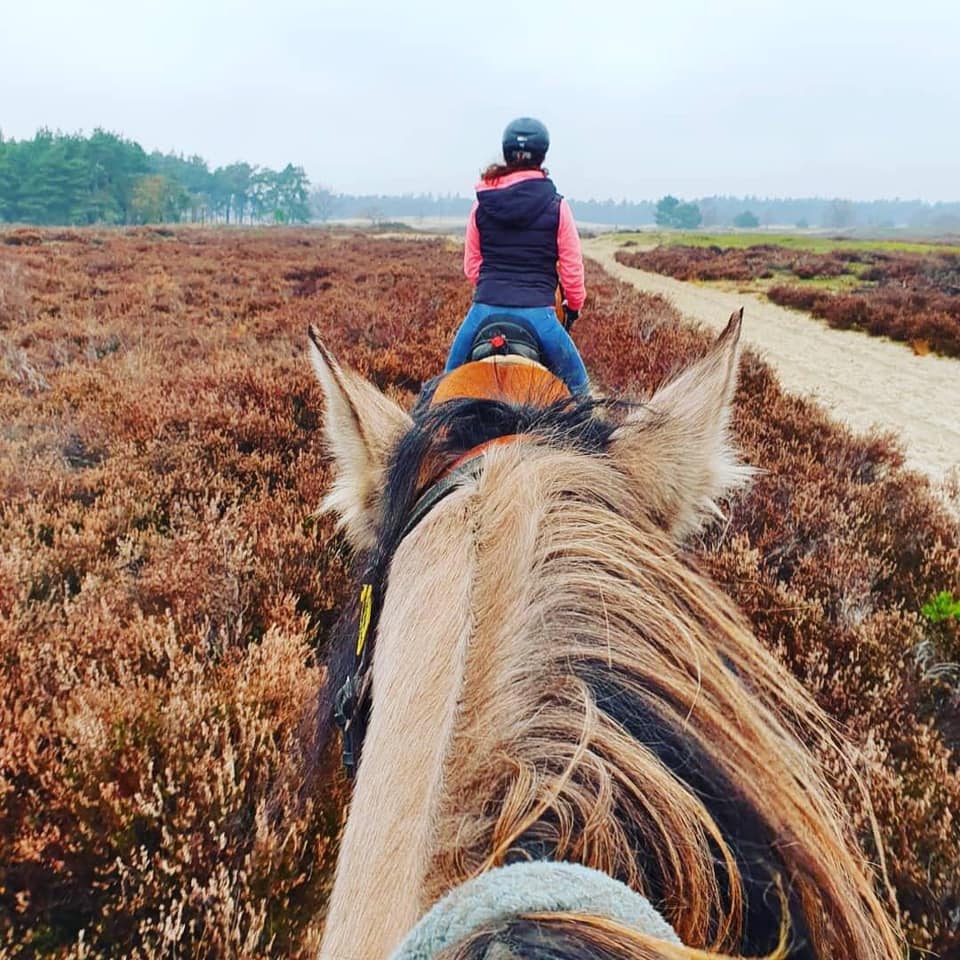 Privérit (evt. met overnachting) - Loonse en Drunense Duinen Noord-Brabant - Nederland - Afbeelding 4