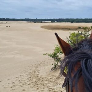 Privérit (evt. met overnachting) - Loonse en Drunense Duinen Noord-Brabant - Nederland - Afbeelding 3