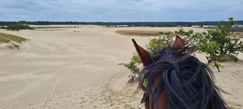 Privérit (evt. met overnachting) - Loonse en Drunense Duinen Noord-Brabant - Nederland - Afbeelding 3