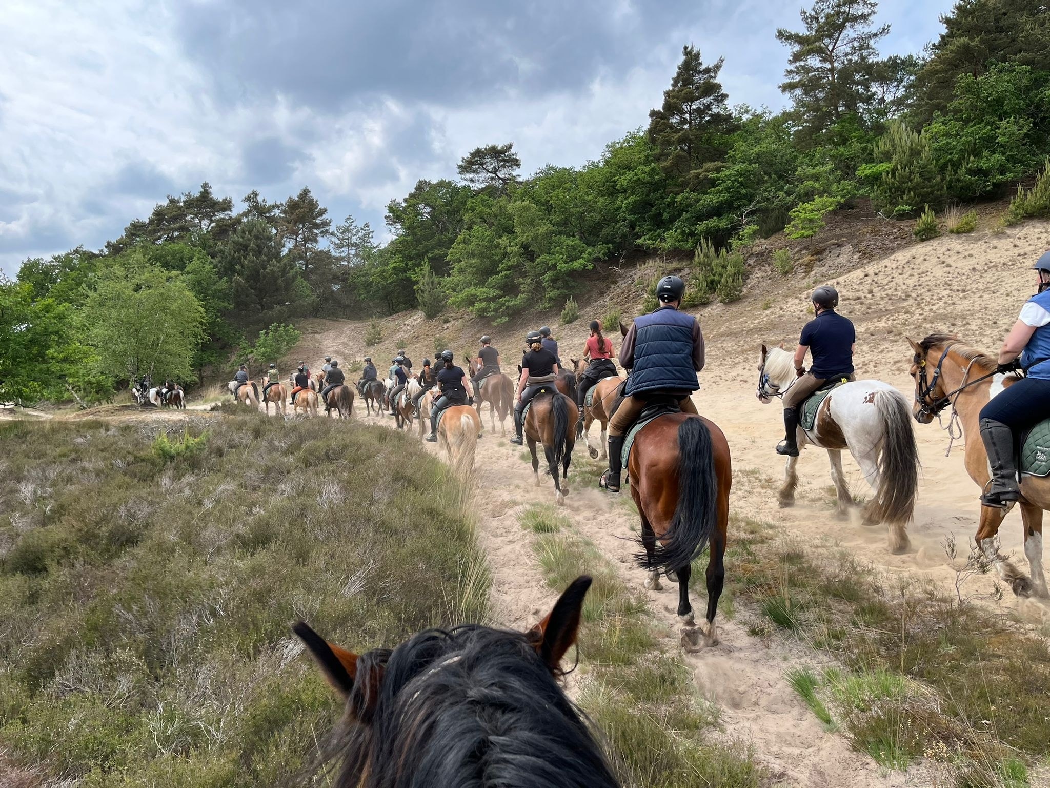 Buitenritten (evt. met overnachting) - Loonse en Drunense Duinen Noord-Brabant - Nederland - Afbeelding 14