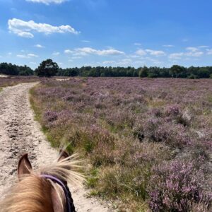 Hittax (evt. met overnachting) - Loonse en Drunense Duinen Noord-Brabant - Nederland - Afbeelding 6