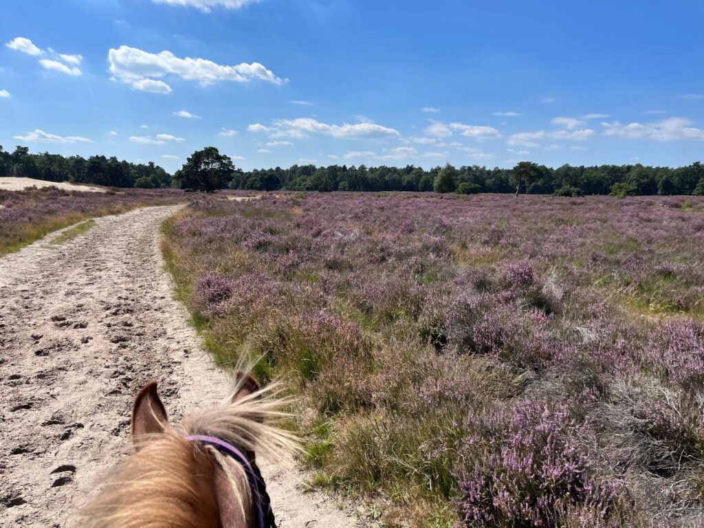 Ruiterweekend ouder en kind - Loonse en Drunense Duinen Noord-Brabant - Nederland