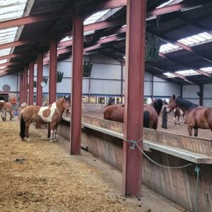 Paardrijlessen privé/groep (evt. met overnachting, evt. met eigen paard) - Loonse en Drunense Duinen Noord-Brabant - Nederland - Afbeelding 8