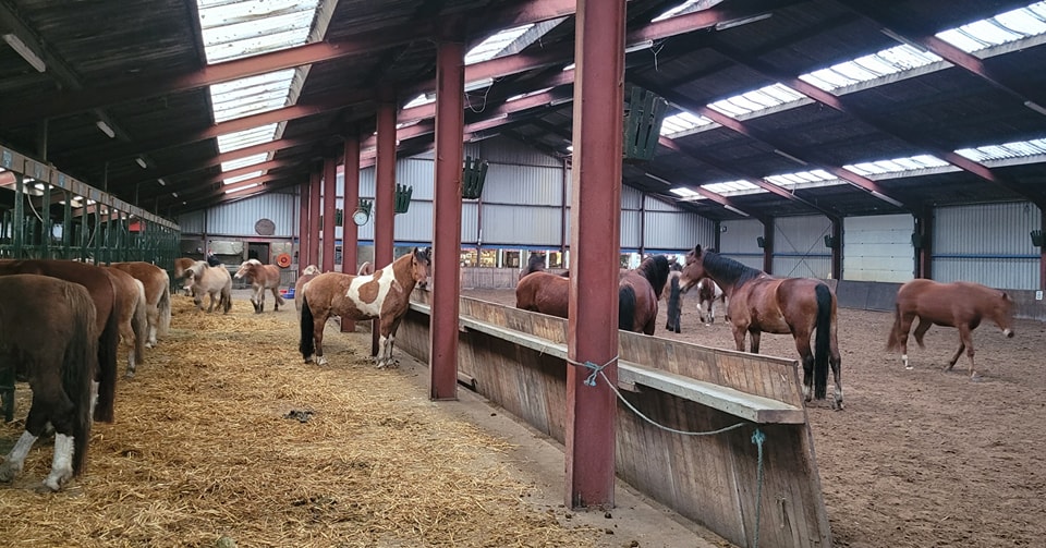 Paardrijlessen privé/groep (evt. met overnachting, evt. met eigen paard) - Loonse en Drunense Duinen Noord-Brabant - Nederland