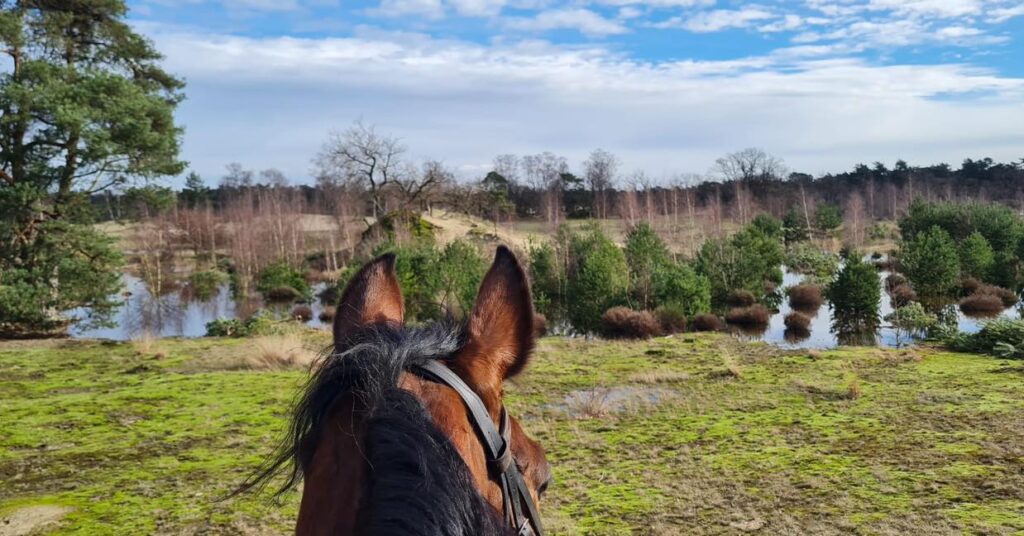 Ruiterweekend ouder en kind - Loonse en Drunense Duinen Noord-Brabant - Nederland