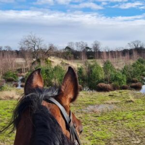 Privérit (evt. met overnachting) - Loonse en Drunense Duinen Noord-Brabant - Nederland - Afbeelding 7