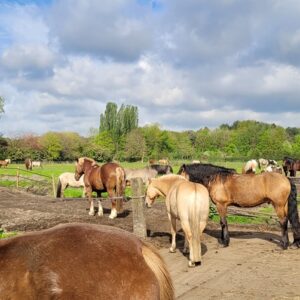 Paardrijlessen privé/groep (evt. met overnachting, evt. met eigen paard) - Loonse en Drunense Duinen Noord-Brabant - Nederland - Afbeelding 7