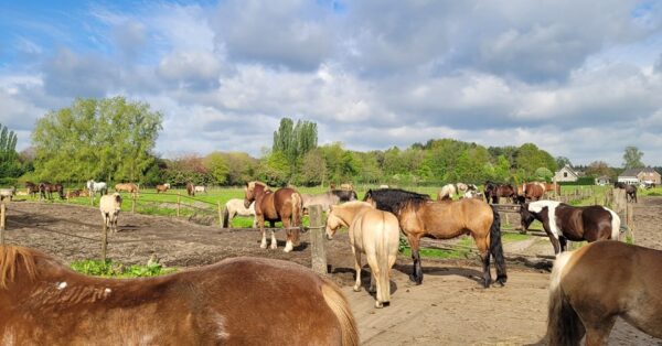 Paardrijlessen privé/groep (evt. met overnachting, evt. met eigen paard) - Loonse en Drunense Duinen Noord-Brabant - Nederland