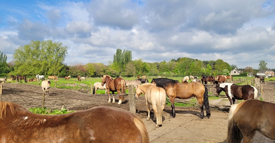 Paardrijlessen privé/groep (evt. met overnachting, evt. met eigen paard) - Loonse en Drunense Duinen Noord-Brabant - Nederland - Afbeelding 7