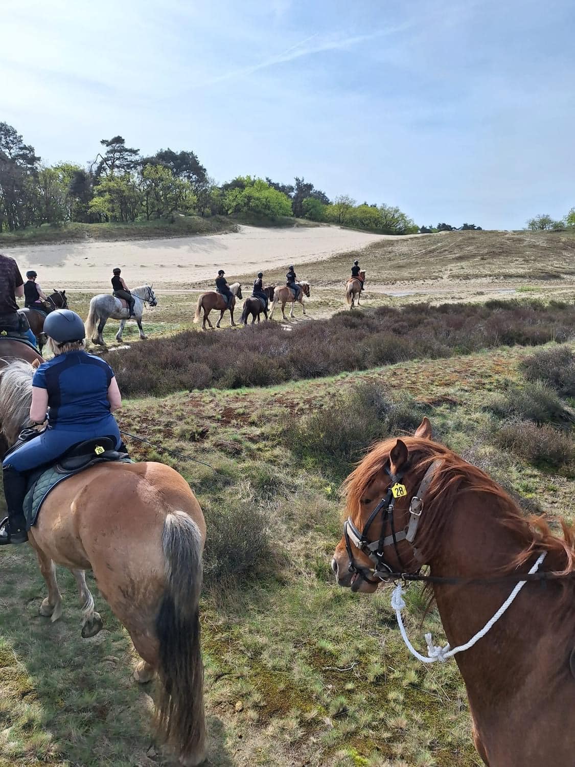Ponykamp voor ruiters van 10 t/m 17 jaar - Loonse en Drunense Duinen Noord-Brabant - Nederland - Afbeelding 6