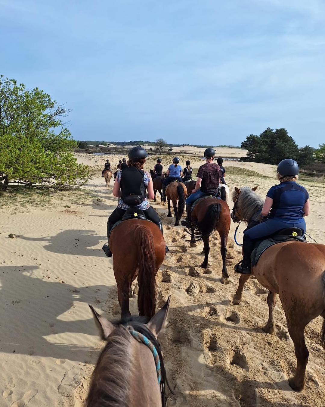 Ponykamp voor ruiters van 10 t/m 17 jaar - Loonse en Drunense Duinen Noord-Brabant - Nederland - Afbeelding 5