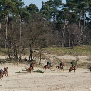 Buitenritten (evt. met overnachting) - Loonse en Drunense Duinen Noord-Brabant - Nederland - Afbeelding 2