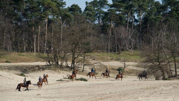 Buitenritten (evt. met overnachting) - Loonse en Drunense Duinen Noord-Brabant - Nederland
