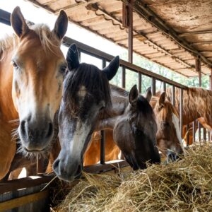 Ruiterweekend ouder en kind - Loonse en Drunense Duinen Noord-Brabant - Nederland - Afbeelding 5