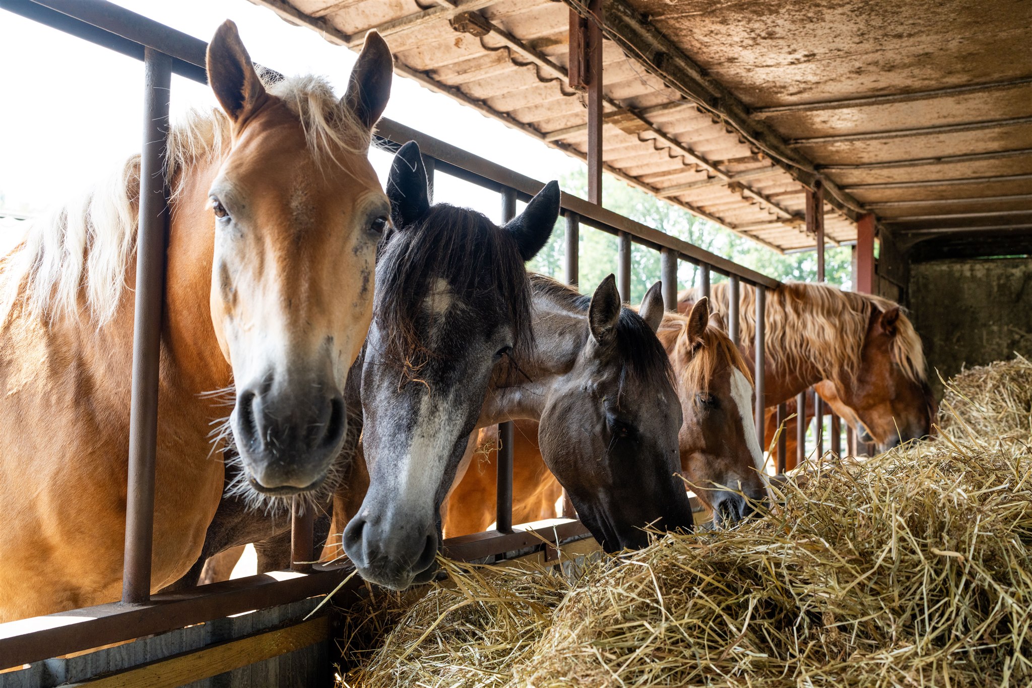 Ruiterweekend ouder en kind - Loonse en Drunense Duinen Noord-Brabant - Nederland