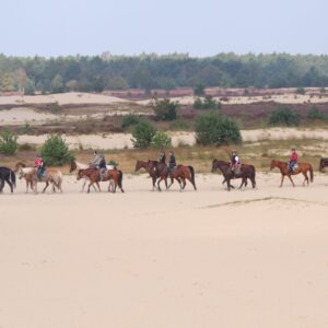 Buitenritten (evt. met overnachting) - Loonse en Drunense Duinen Noord-Brabant - Nederland - Afbeelding 23