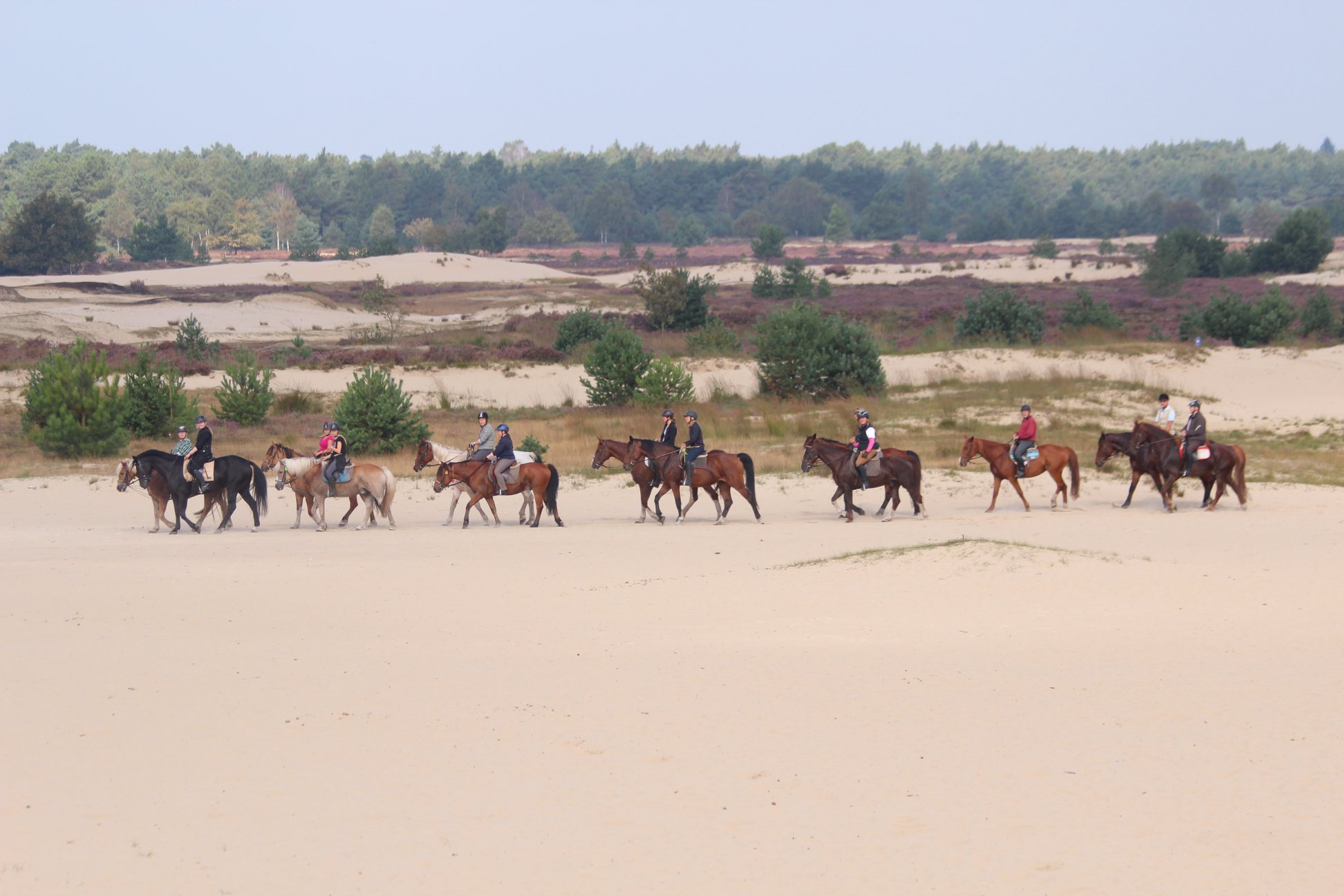 Buitenritten (evt. met overnachting) - Loonse en Drunense Duinen Noord-Brabant - Nederland - Afbeelding 23