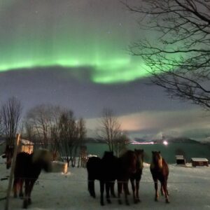 Buitenrit onder het noorderlicht (evt. met overnachting) bij Tromsø - Noorwegen