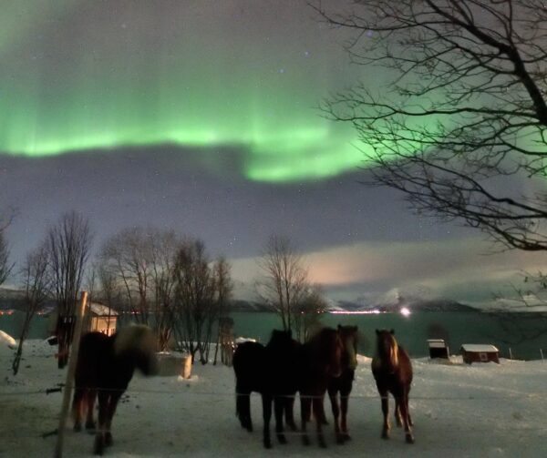 Buitenrit onder het noorderlicht (evt. met overnachting) bij Tromsø - Noorwegen
