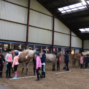 Paardrijlessen privé/groep (evt. met overnachting, evt. met eigen paard) - Loonse en Drunense Duinen Noord-Brabant - Nederland - Afbeelding 10