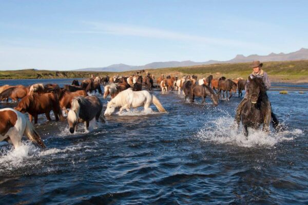 6-daagse paardrijtocht over het Snæfellsnes-schiereiland - IJsland