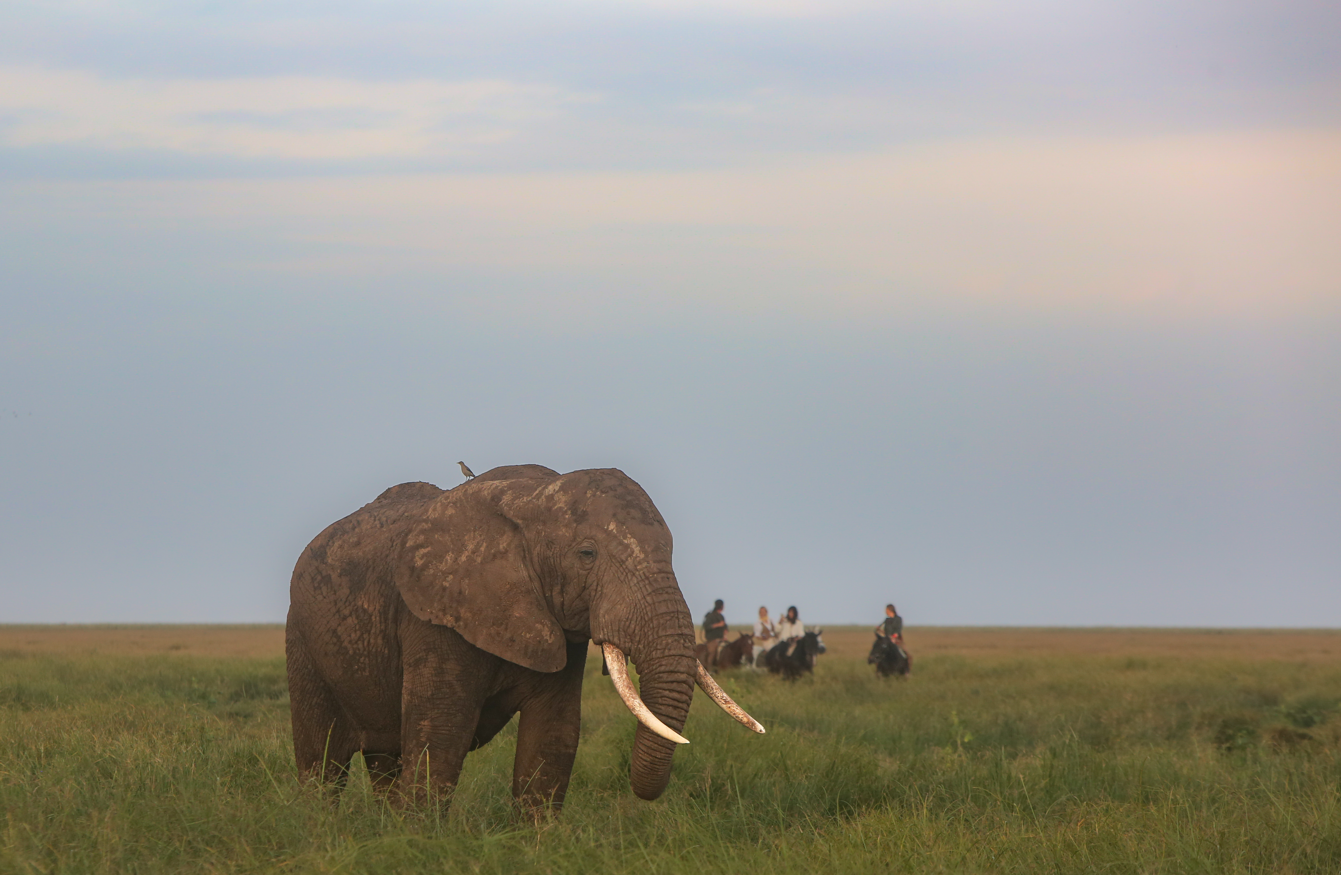 8-daagse Paardrijsafari Kilimanjaro Olifantenattractie - Tanzania - Afbeelding 39