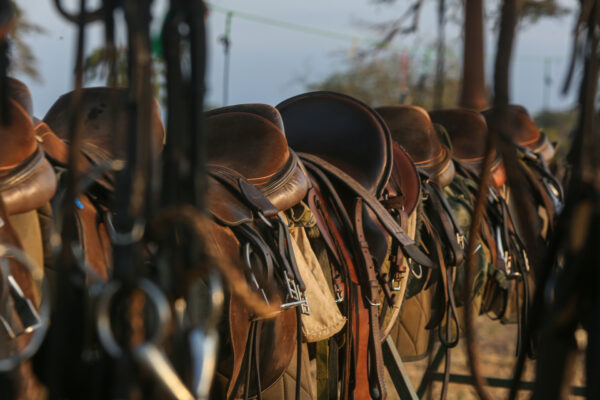 8-daagse Paardrijsafari Kilimanjaro Olifantenattractie - Tanzania