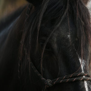 5-daagse Paardrijsafari en yoga-retreat - Tanzania - Afbeelding 20