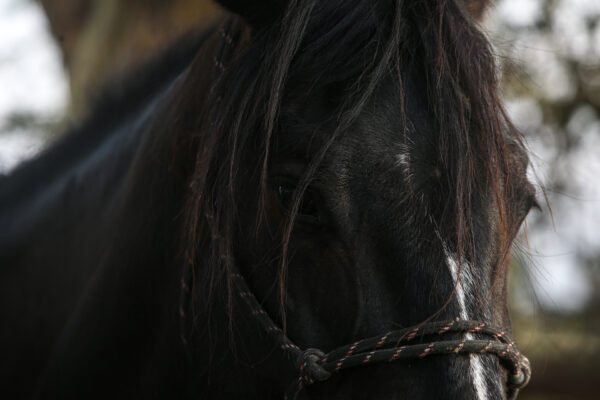 5-daagse Paardrijsafari en yoga-retreat - Tanzania