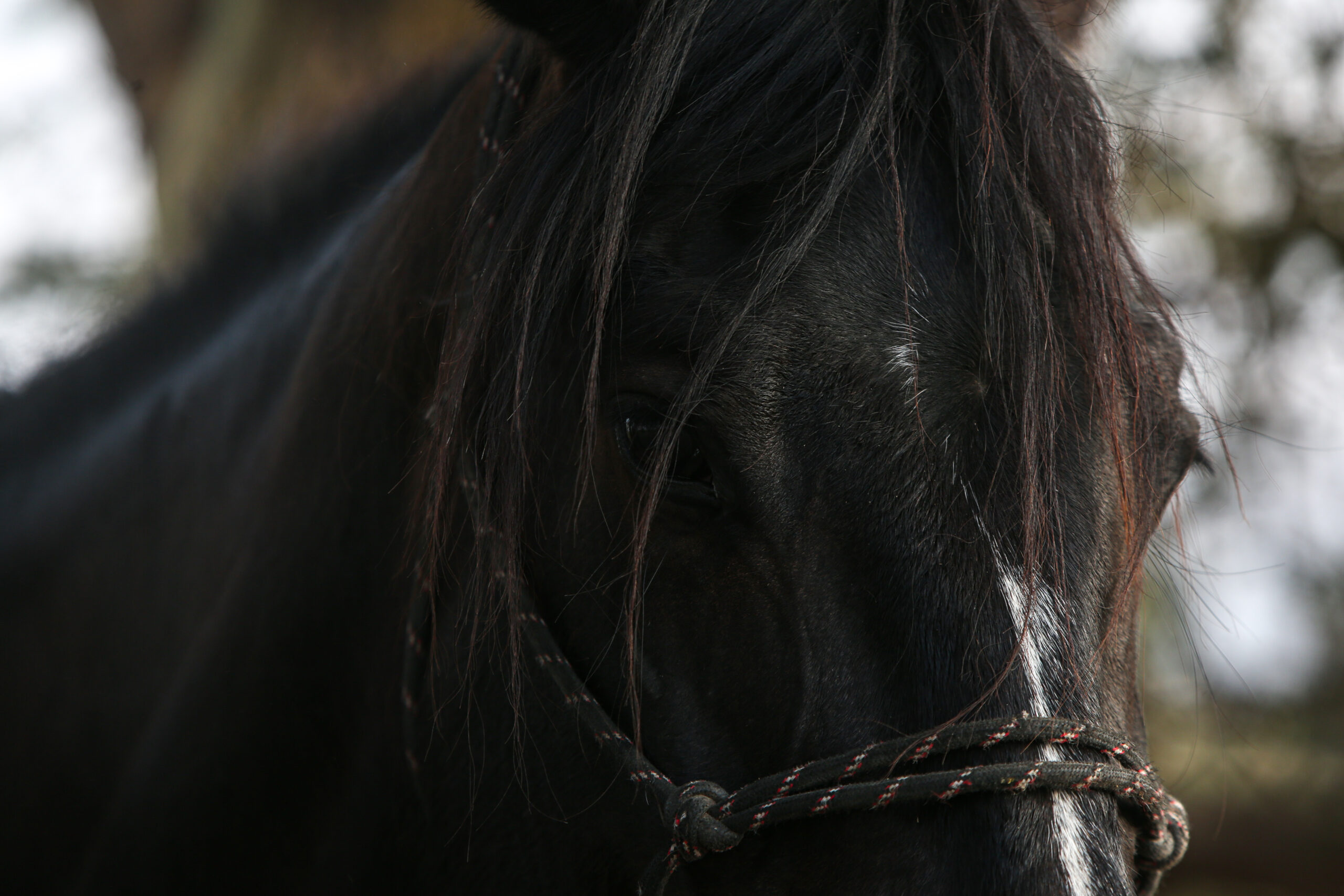 5-daagse Paardrijsafari en yoga-retreat - Tanzania - Afbeelding 20