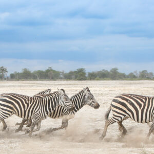 8-daagse Paardrijsafari Kilimanjaro Olifantenattractie - Tanzania - Afbeelding 31