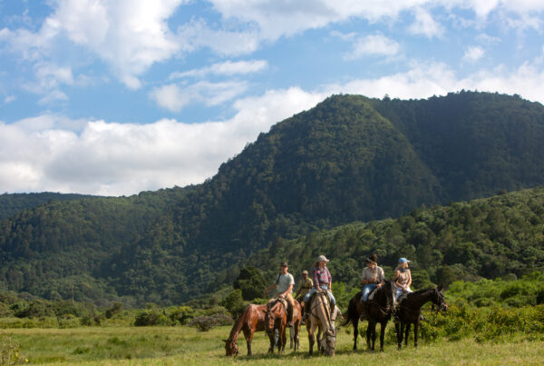 8-daagse Paardrijsafari Kilimanjaro Olifantenattractie - Tanzania