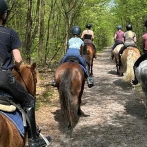 Paardrijkamp met je eigen paard voor ouder & kind Westerveld Drenthe - Nederland - Afbeelding 2