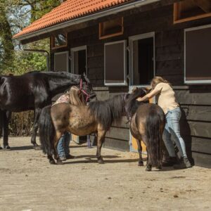 Paardrijkamp met je eigen paard voor ouder & kind Westerveld Drenthe - Nederland - Afbeelding 10