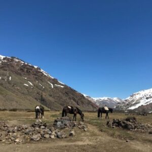 10-daagse paardrijtocht Chileense Andes - Chili - Afbeelding 14