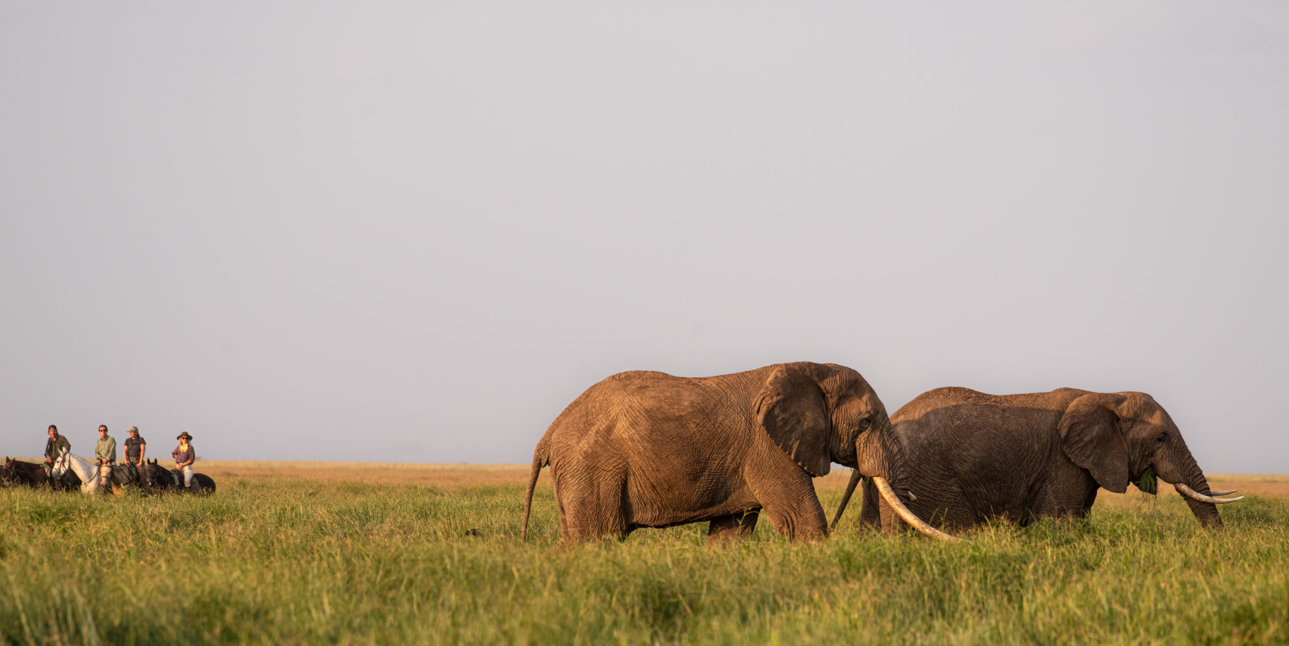 8-daagse Paardrijsafari Kilimanjaro Olifantenattractie - Tanzania - Afbeelding 9