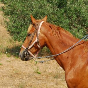 6-daagse paardrijtocht naar 6 verschillende prachtige dorpen Toscane - Italië - Afbeelding 9