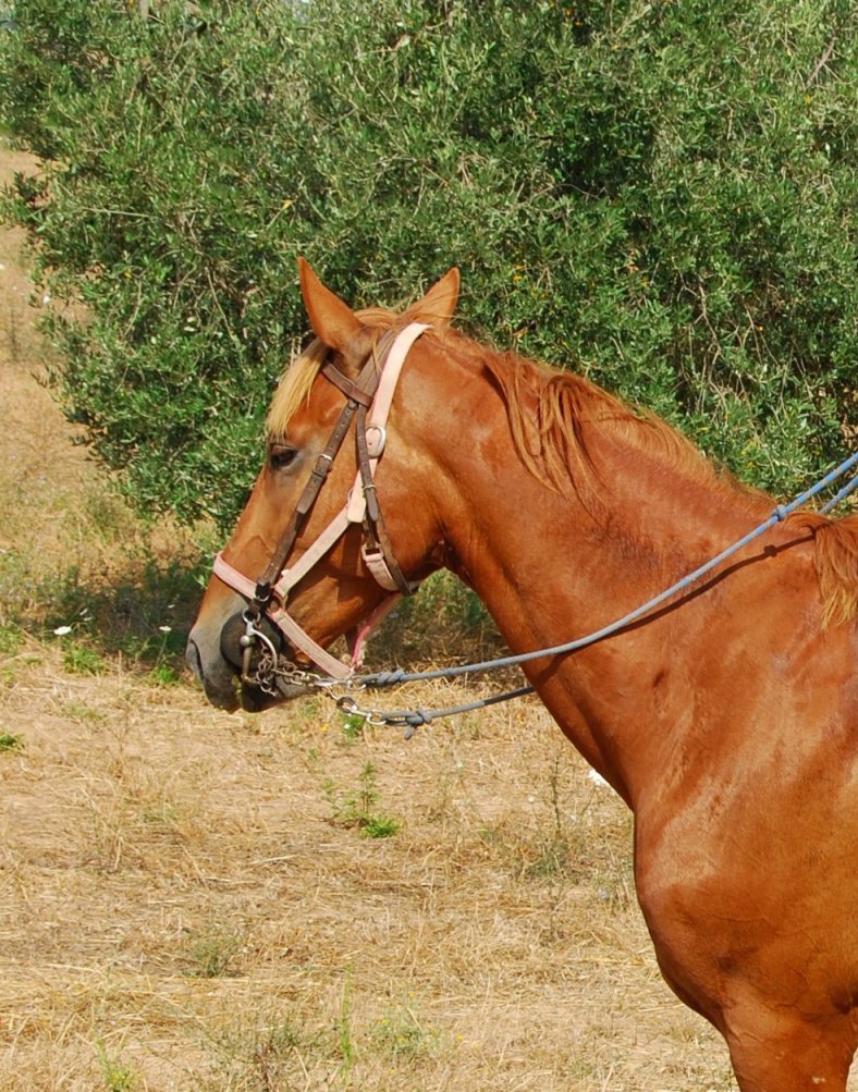 6-daagse paardrijtocht naar 6 verschillende prachtige dorpen Toscane - Italië - Afbeelding 9