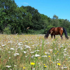 Met je eigen paard op vakantie met arrangementen in Wateren Drenthe - Nederland - Afbeelding 6