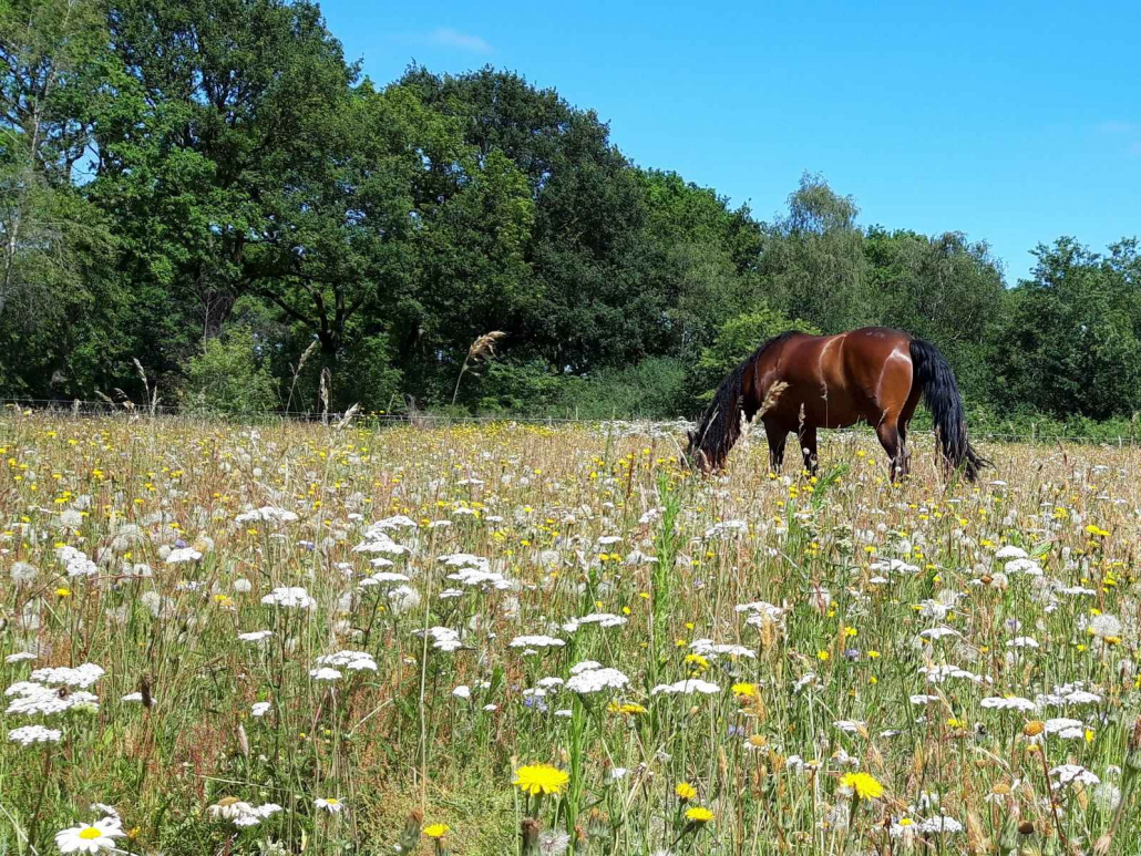 Met je eigen paard op vakantie met arrangementen in Wateren Drenthe - Nederland