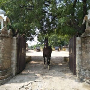 Standplaats paardrijvakantie Narlai Rajasthan – India - Afbeelding 17