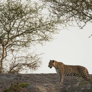 8-daagse paardrijtocht Het Luipaardpad Rajasthan – India - Afbeelding 4