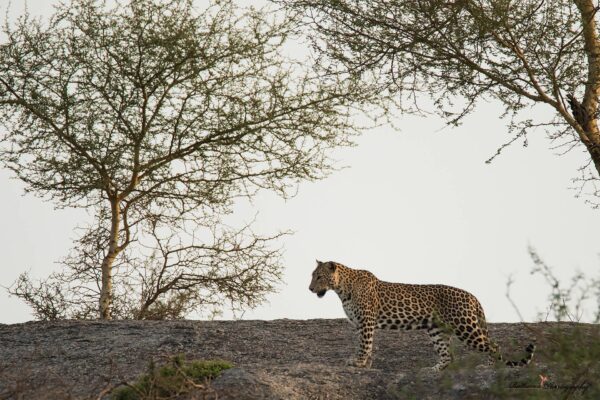 8-daagse paardrijtocht Het Luipaardpad Rajasthan – India